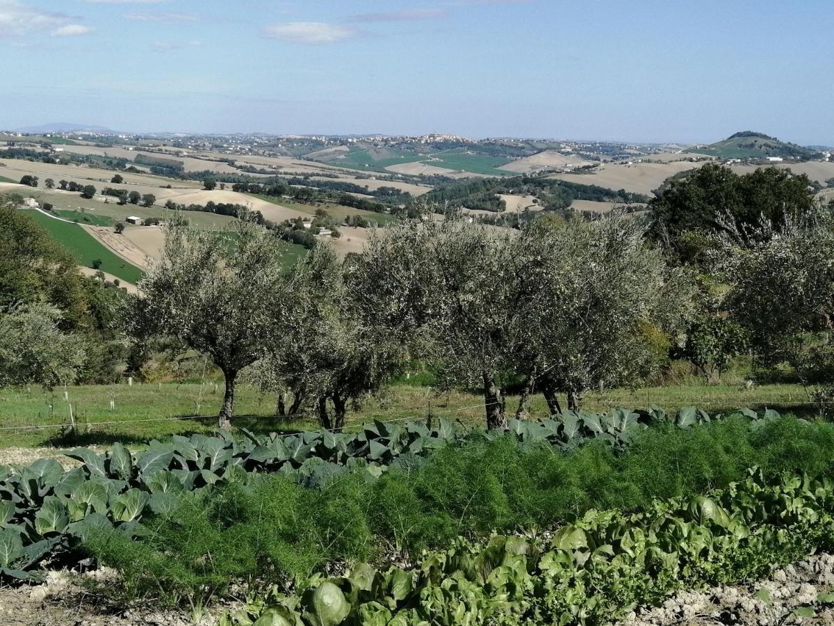Casale San Martino Agriturismo Bio Sant'Angelo in Pontano Exterior foto