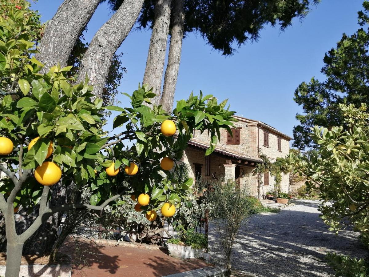 Casale San Martino Agriturismo Bio Sant'Angelo in Pontano Exterior foto